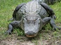 1196857_alligator_1-sxchu-username-nfocus-thumb-225x150-454931 1196857_alligator_1-sxchu-username-nfocus-thumb-225x150-454931